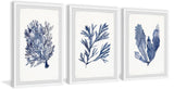 Seaweed Under Water V Triptych Wall Art