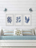 Seaweed Under Water V Triptych Wall Art